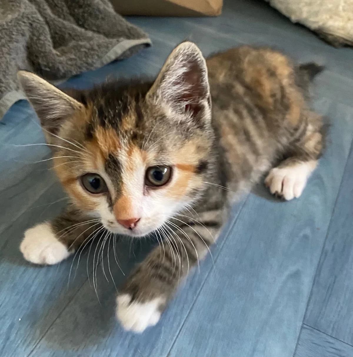 Paty, female puppy Mixed Breed for adoption at Une Patte Dans la Main