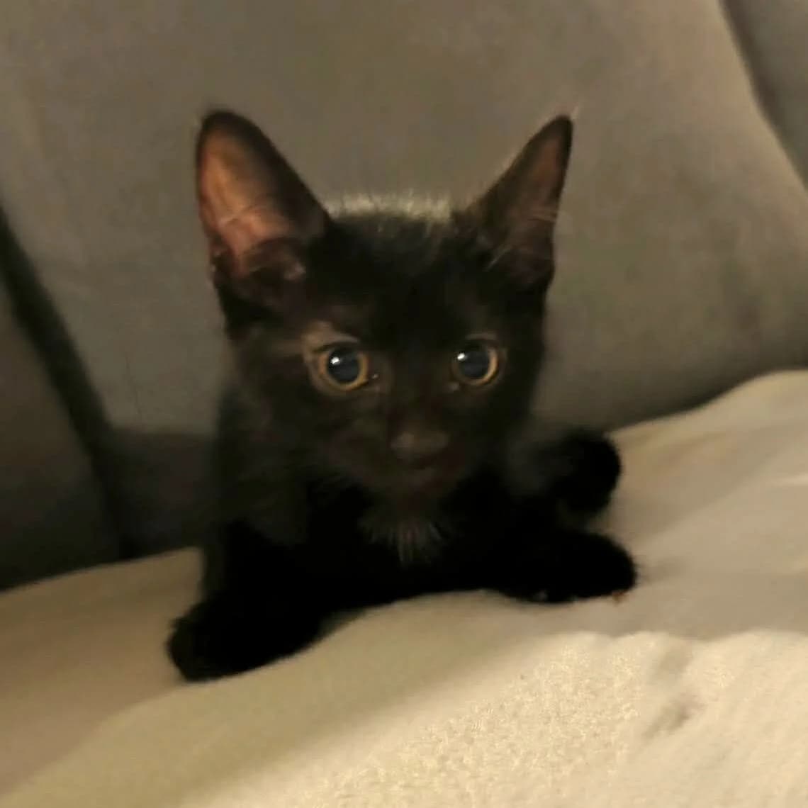 Black, male puppy Mixed Breed for adoption at Une Patte Dans la Main