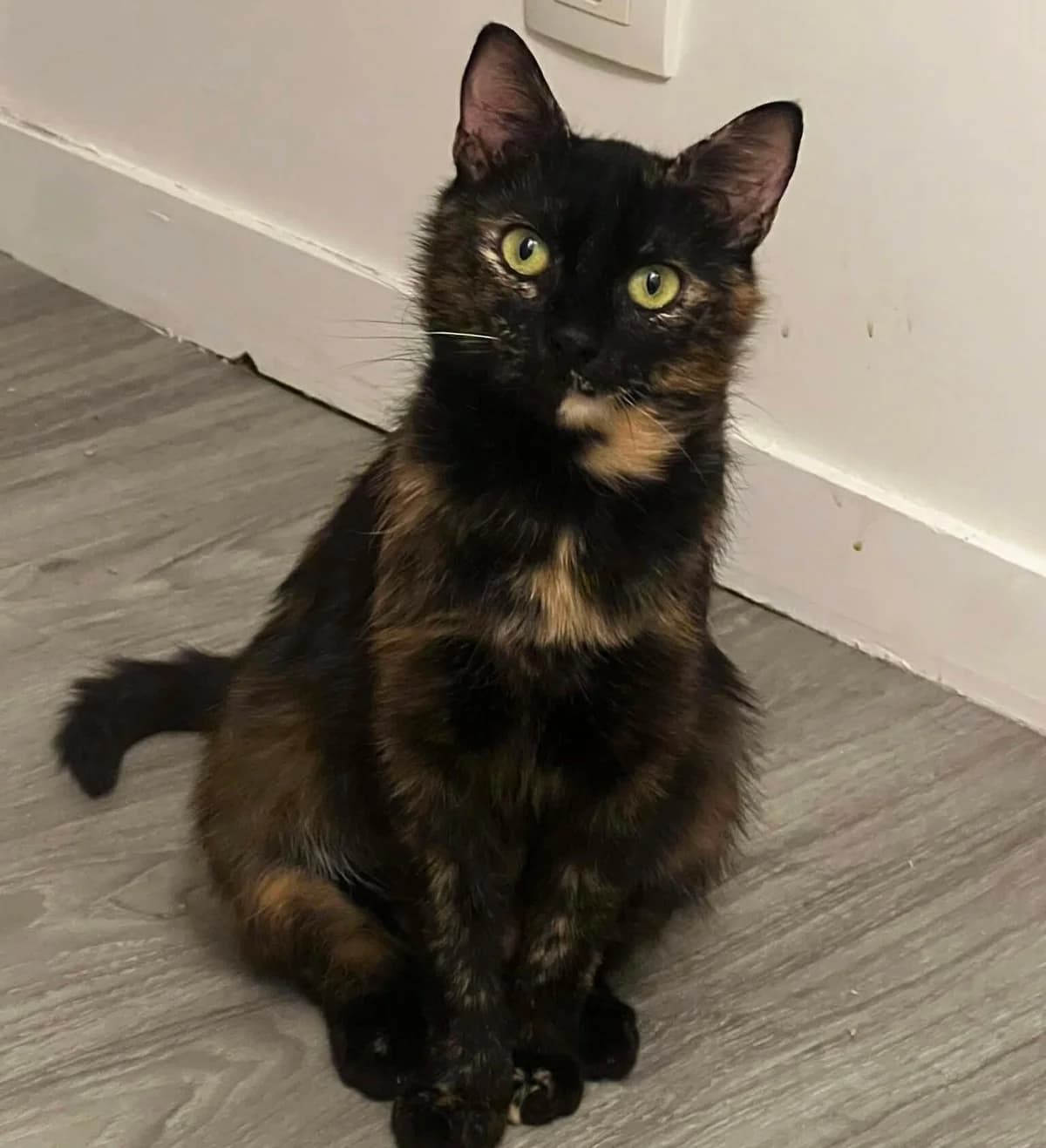 Cassie, female young Mixed Breed for adoption at Une Patte Dans la Main