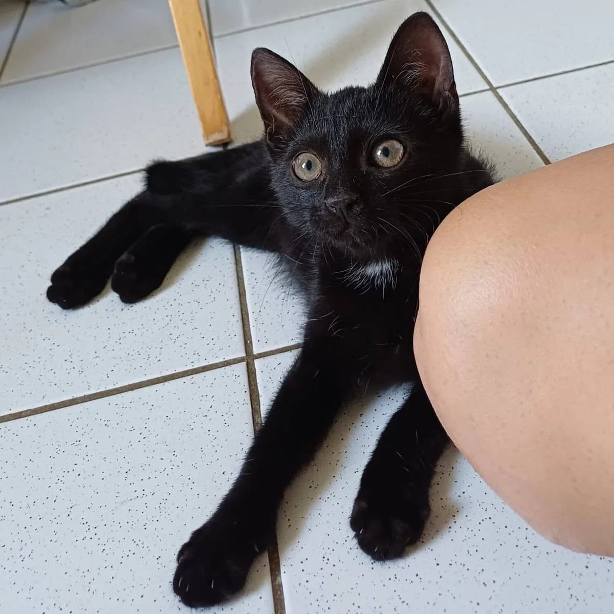 Oslo, male puppy Mixed Breed for adoption at Une Patte Dans la Main