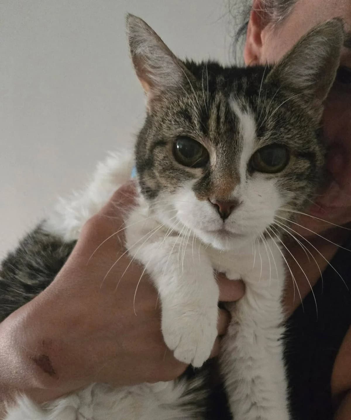 Kiwi, female senior Mixed Breed for adoption at Une Patte Dans la Main
