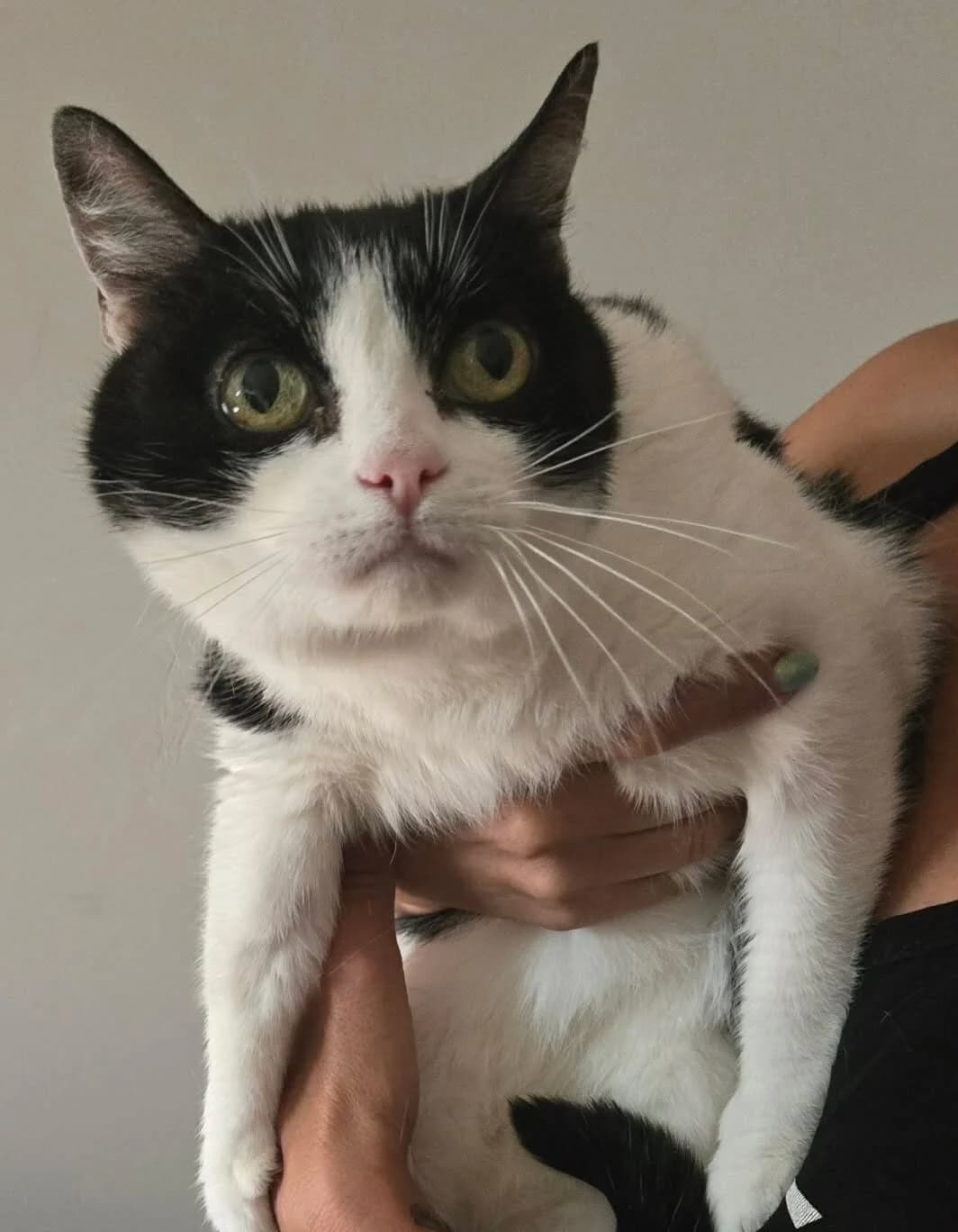 Cachou, female senior Mixed Breed for adoption at Une Patte Dans la Main