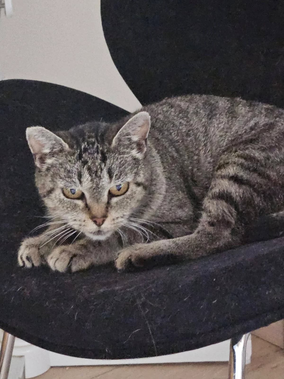 Vedette, female senior Mixed Breed for adoption at Une Patte Dans la Main