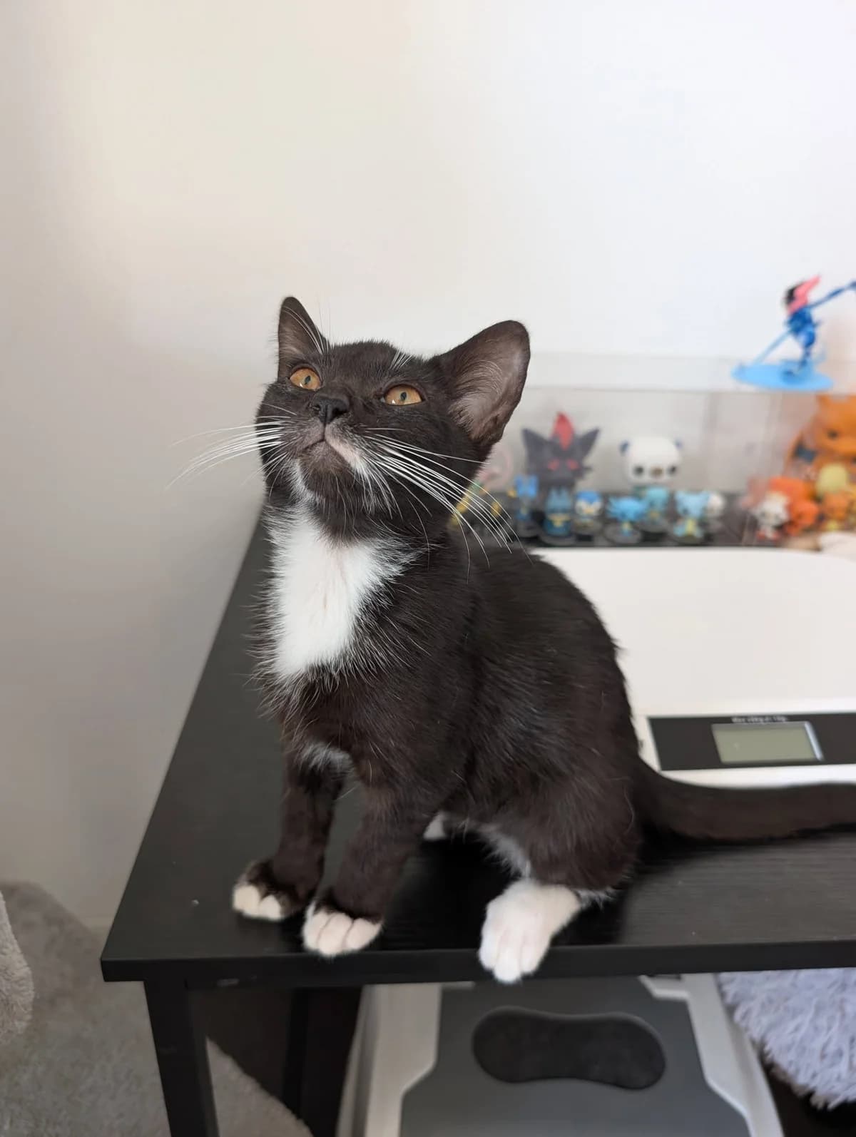 Berlioz, male puppy Mixed Breed for adoption at Une Patte Dans la Main