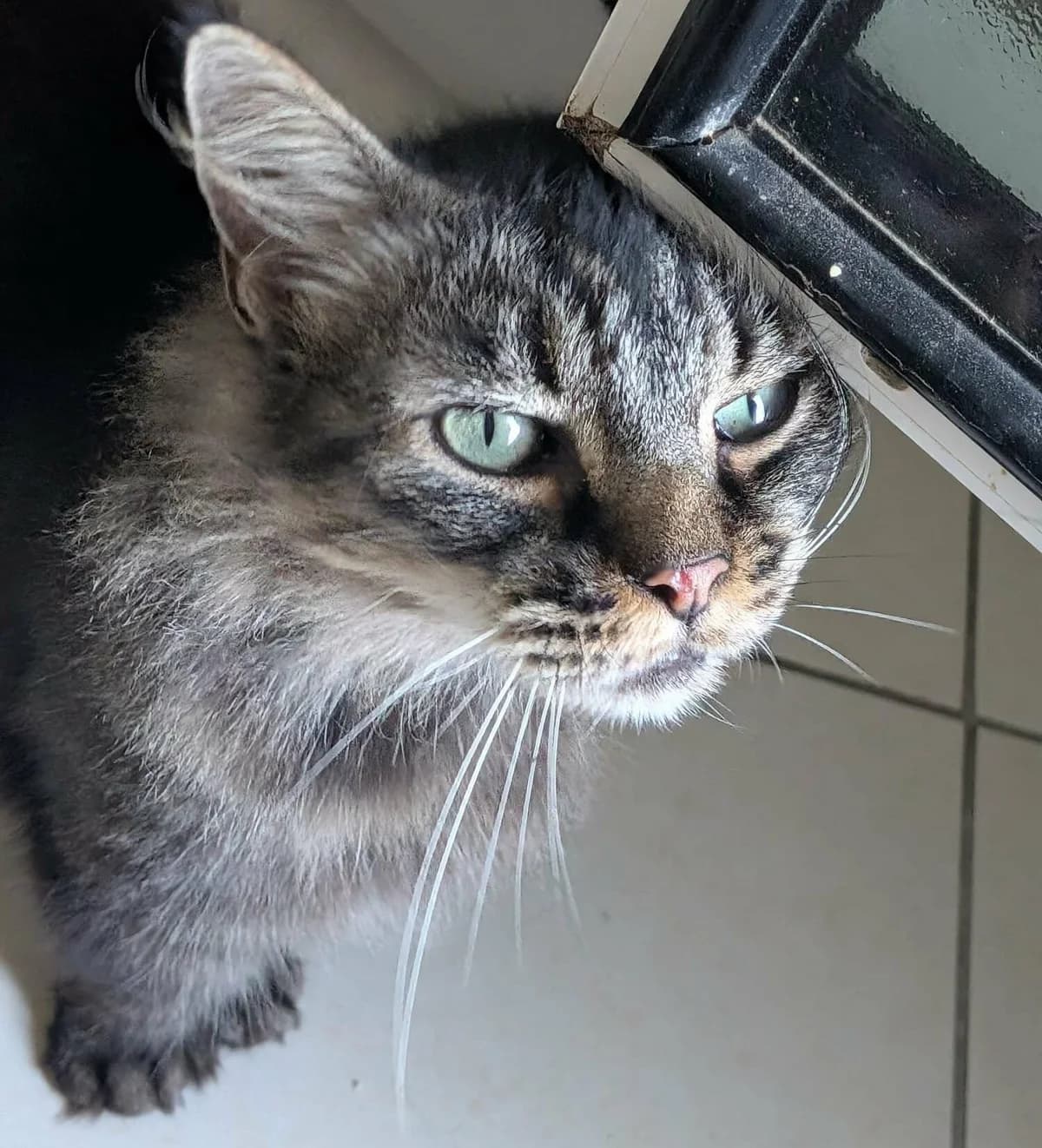 Tatoo, male senior Mixed Breed for adoption at Une Patte Dans la Main