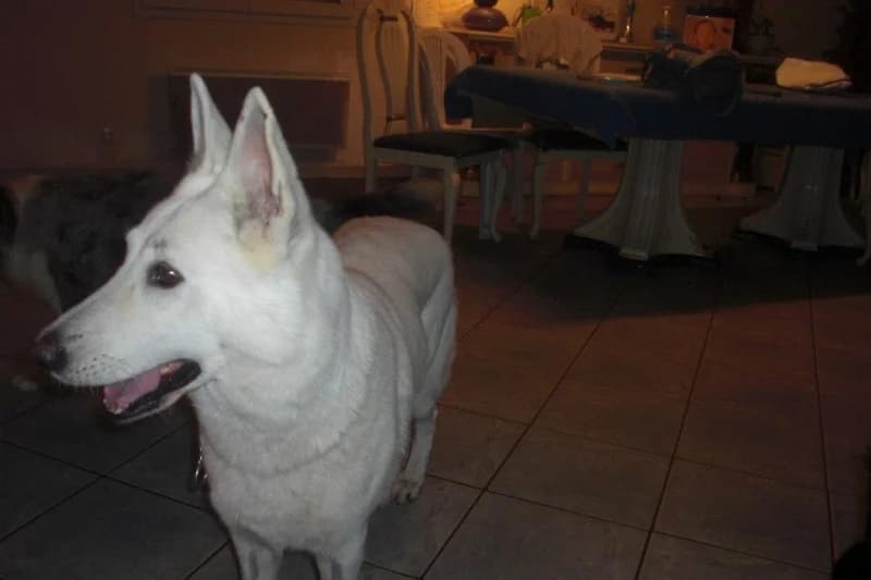 Bbs, 6yo mixed breed for adoption at Urgence Bergers Blancs Suisses