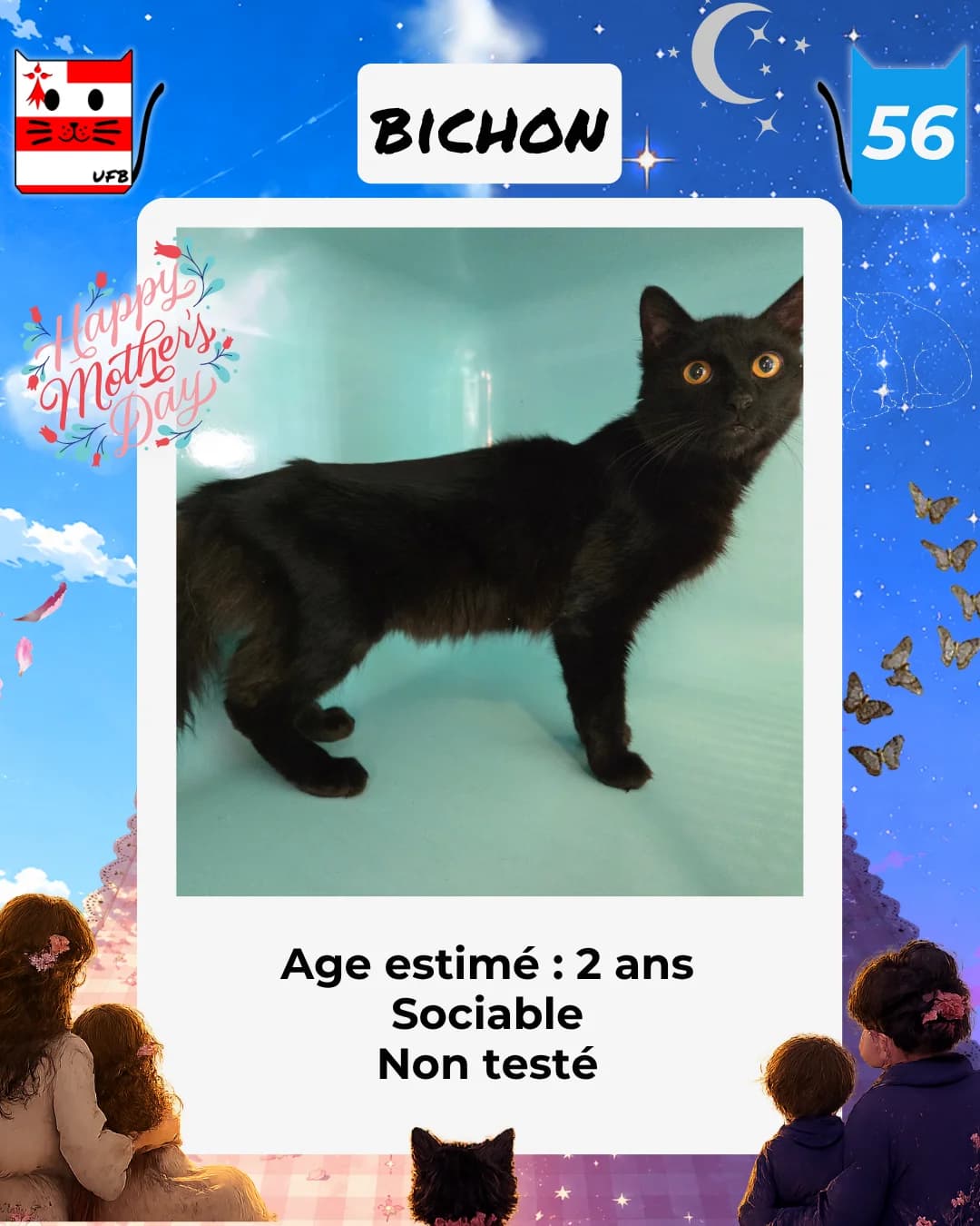 Bichon, Mixed Breed for adoption at Urgences Fourrières Bretagne