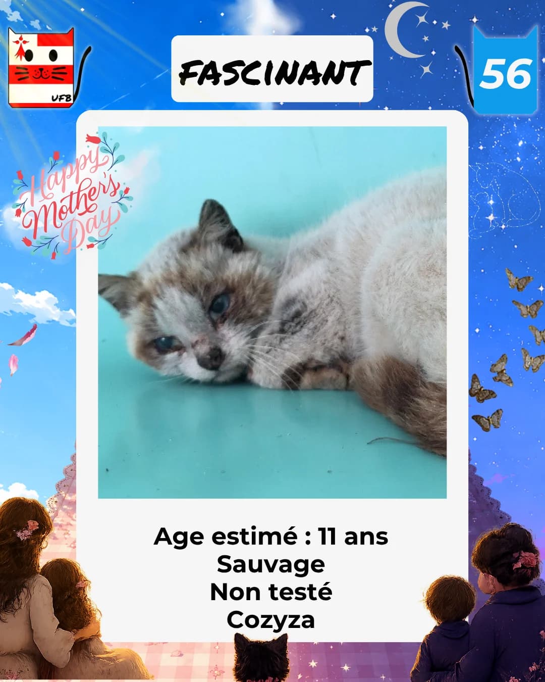 Fascinant, Mixed Breed for adoption at Urgences Fourrières Bretagne