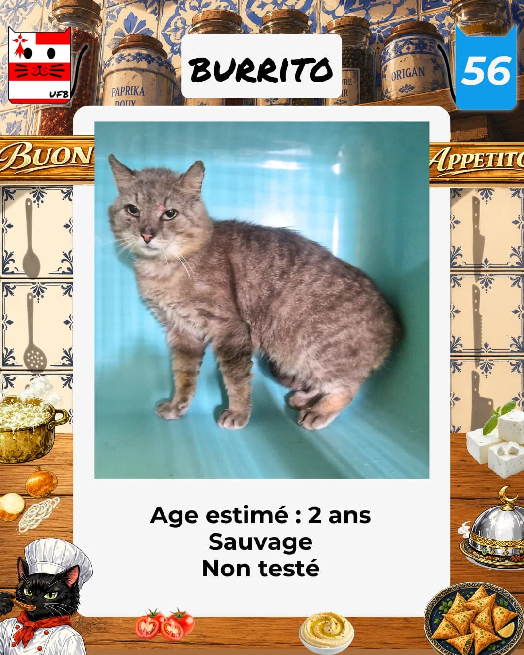 Burrito, Mixed Breed for adoption at Urgences Fourrières Bretagne