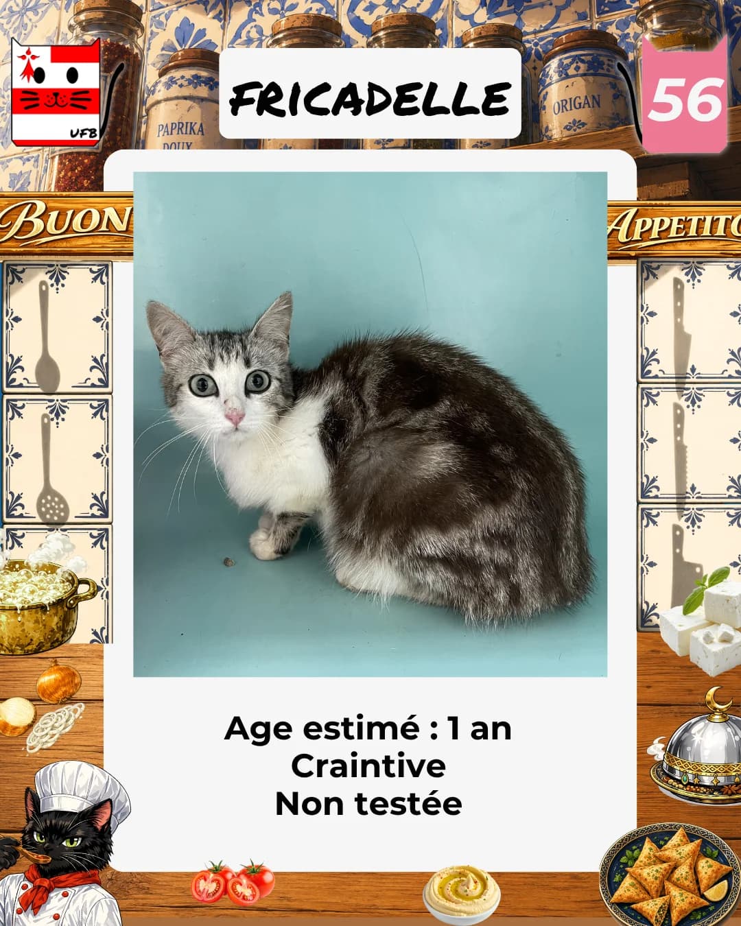 Fricadelle, Mixed Breed for adoption at Urgences Fourrières Bretagne