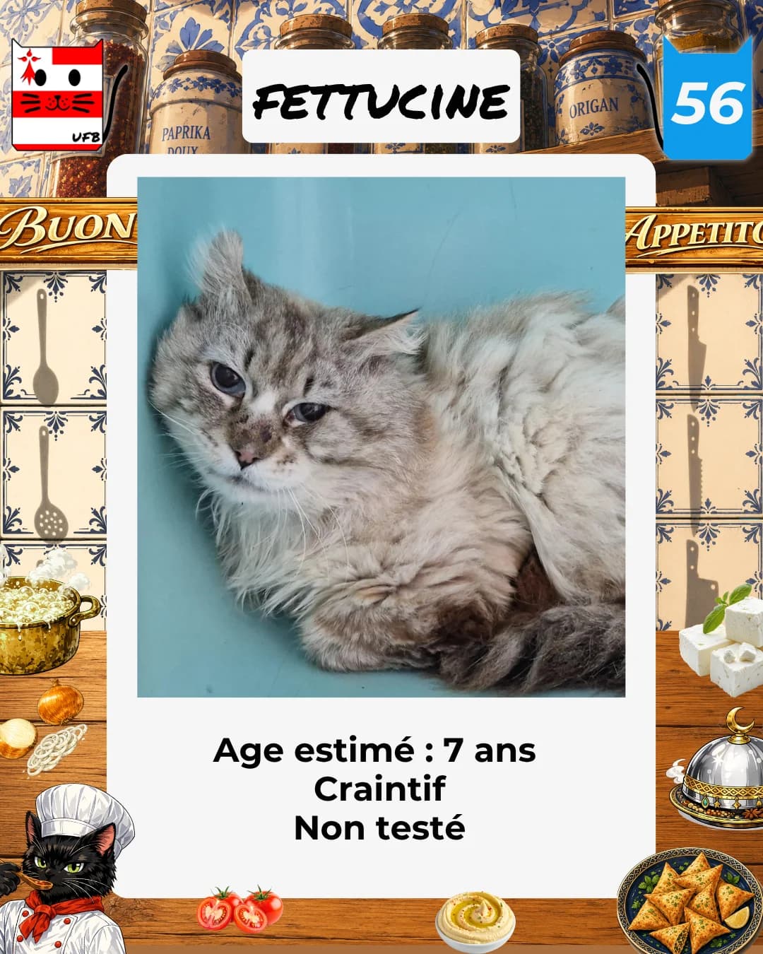 Fettucine, Mixed Breed for adoption at Urgences Fourrières Bretagne