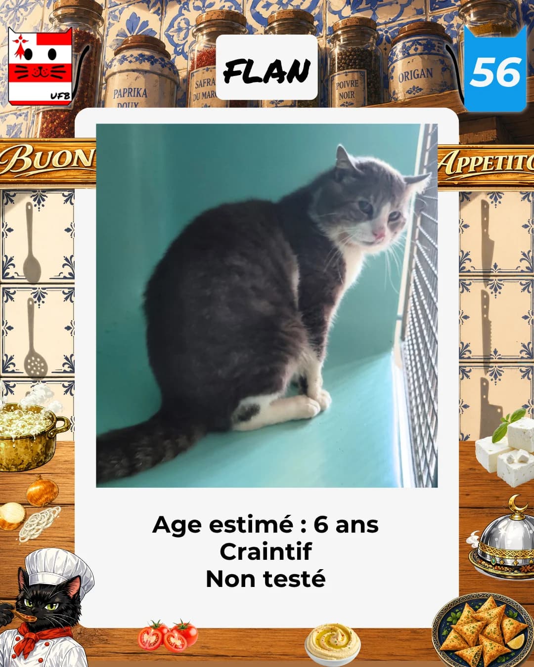 Flan, Mixed Breed for adoption at Urgences Fourrières Bretagne