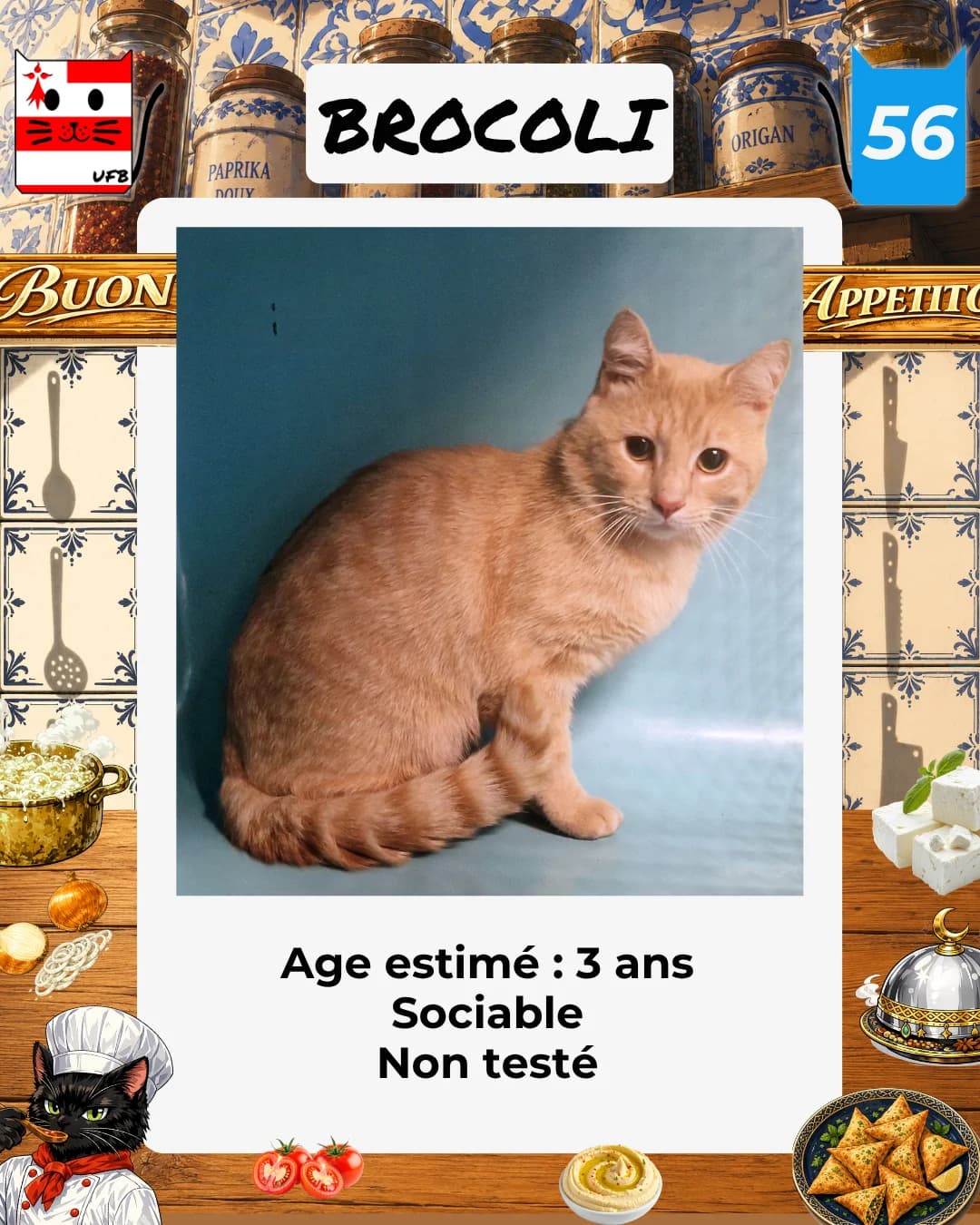 Brocoli, Mixed Breed for adoption at Urgences Fourrières Bretagne