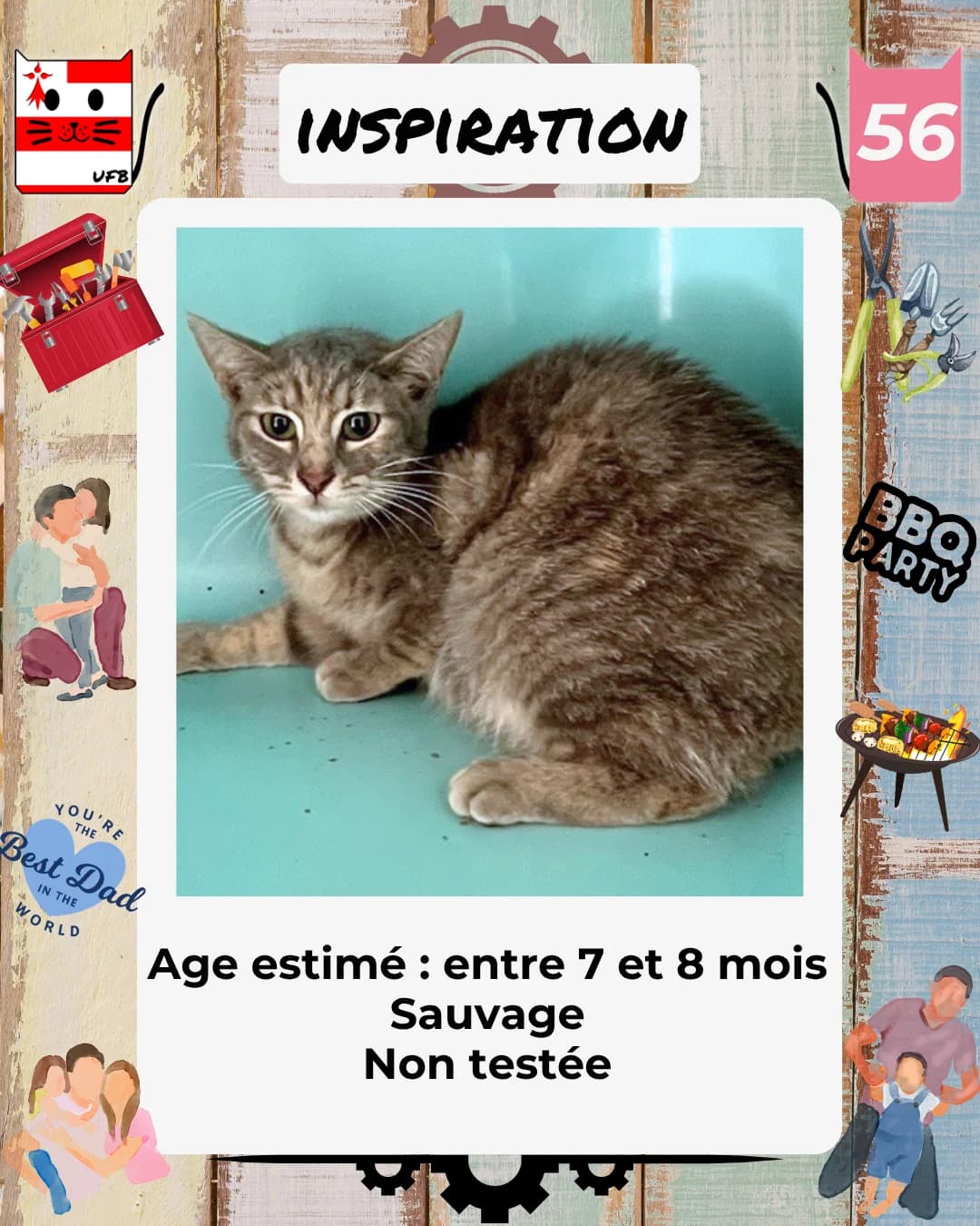 Inspiration, Mixed Breed for adoption at Urgences Fourrières Bretagne