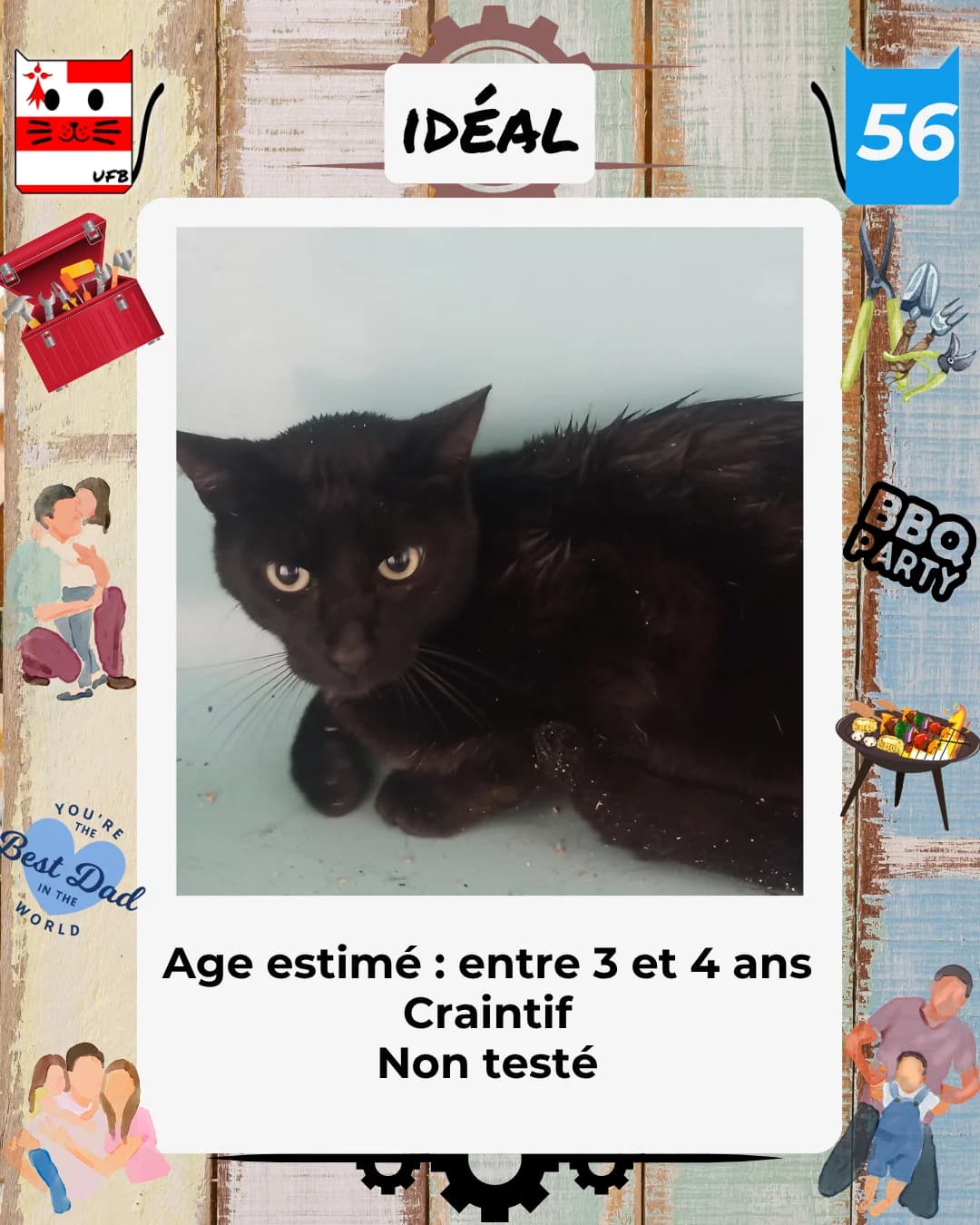 Idéal, Mixed Breed for adoption at Urgences Fourrières Bretagne