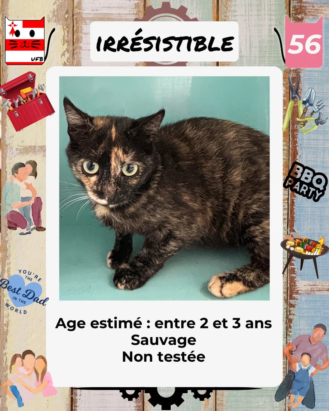 Irrésistible, Mixed Breed for adoption at Urgences Fourrières Bretagne