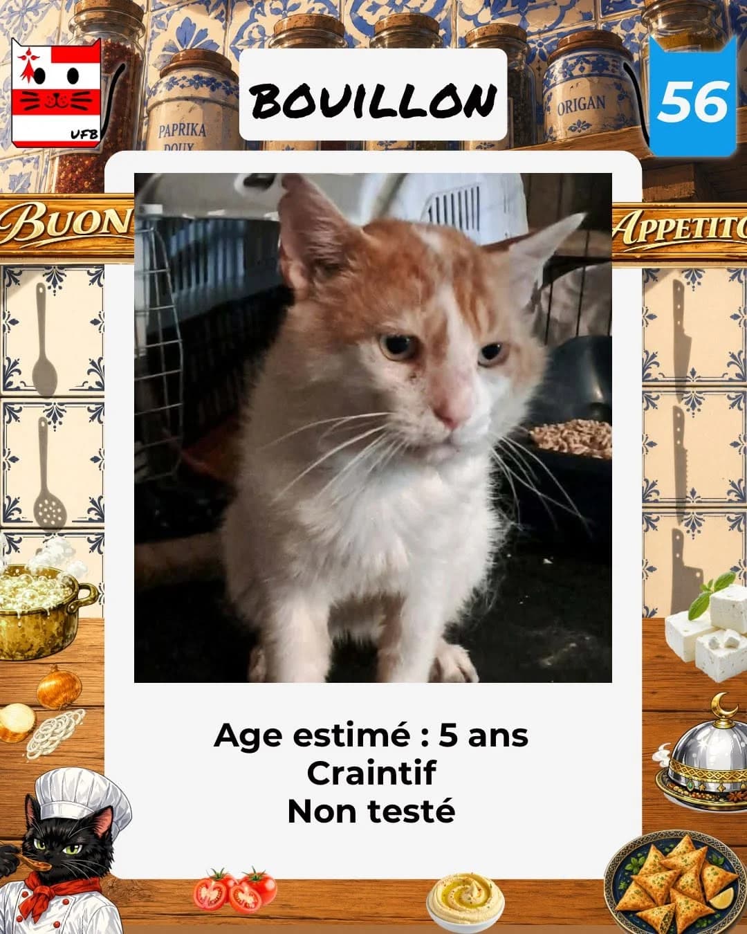 BOUILLON, Mixed Breed for adoption at Urgences Fourrières Bretagne