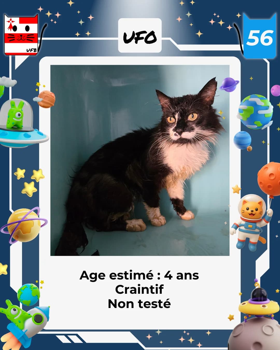 UFO, Mixed Breed for adoption at Urgences Fourrières Bretagne