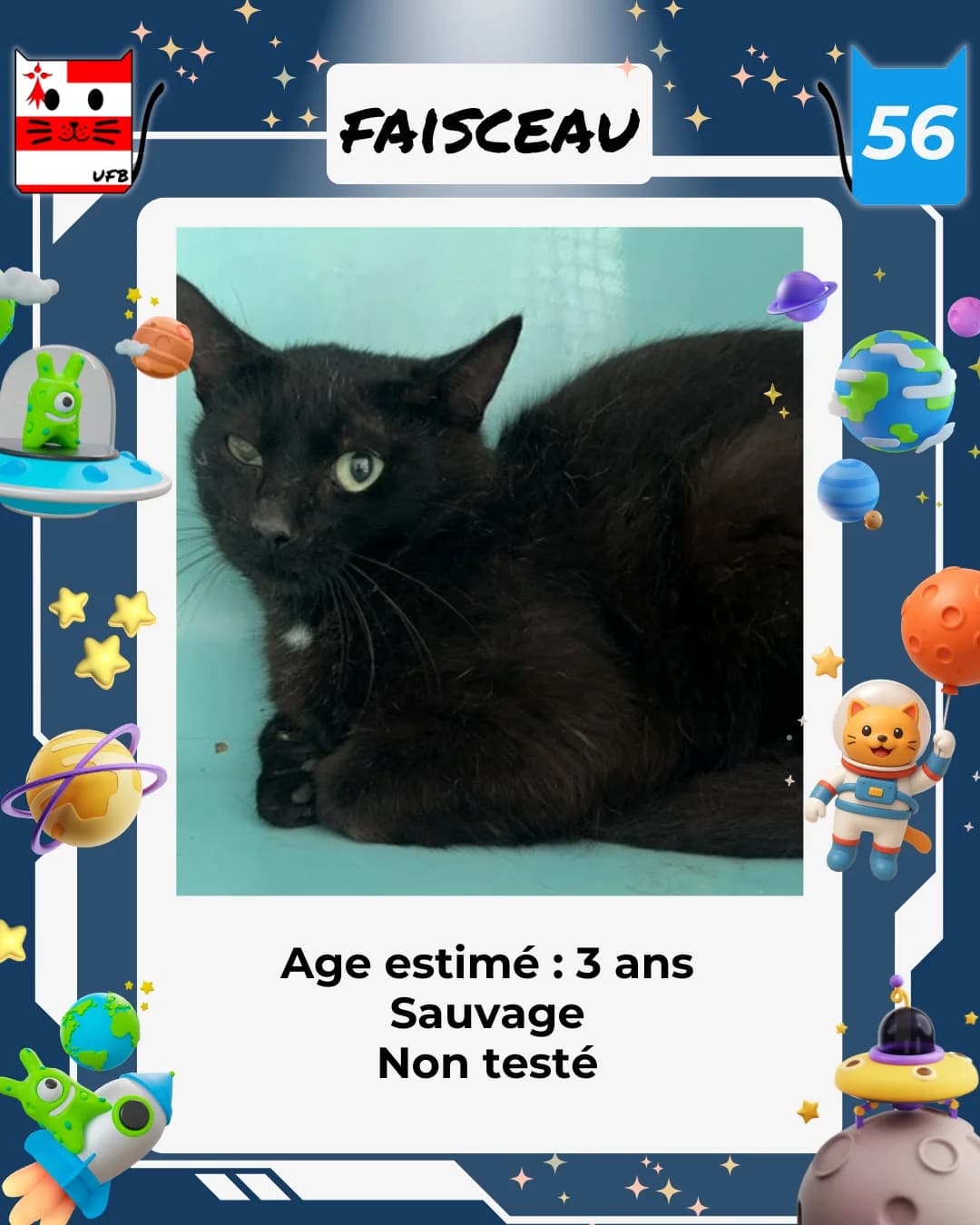 Faisceau, Mixed Breed for adoption at Urgences Fourrières Bretagne