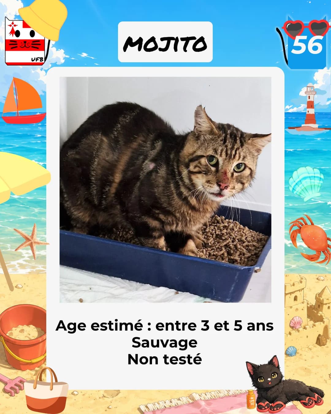 Mojito, Mixed Breed for adoption at Urgences Fourrières Bretagne