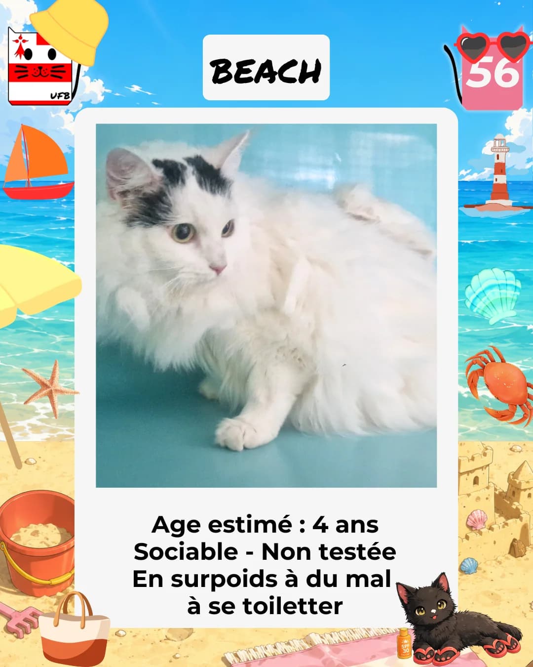 Beach, Mixed Breed for adoption at Urgences Fourrières Bretagne