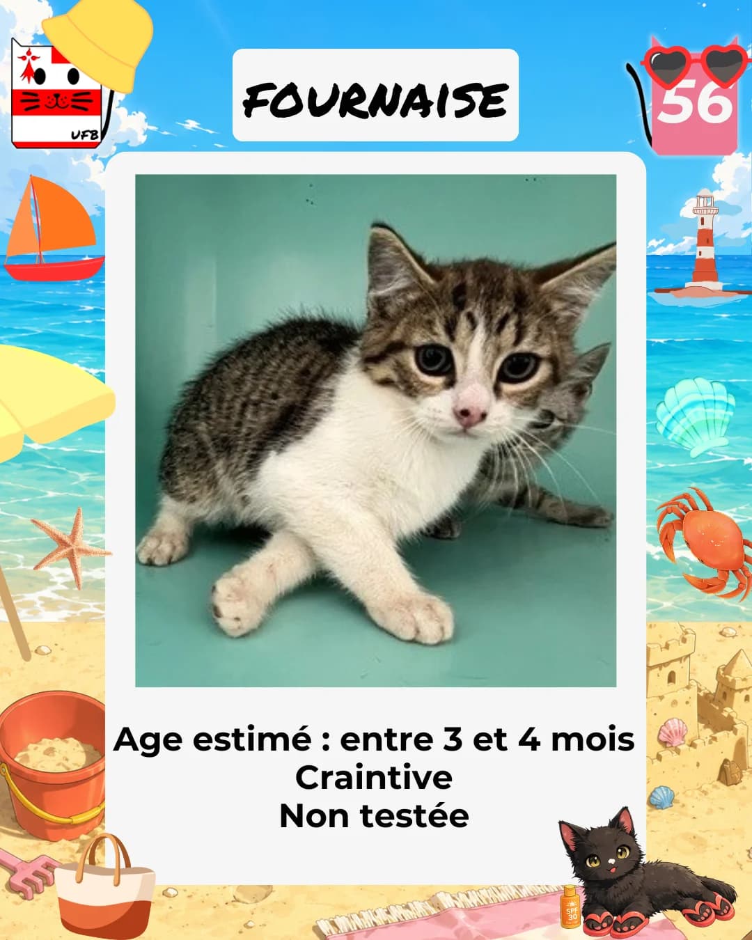 Fournaise, Mixed Breed for adoption at Urgences Fourrières Bretagne