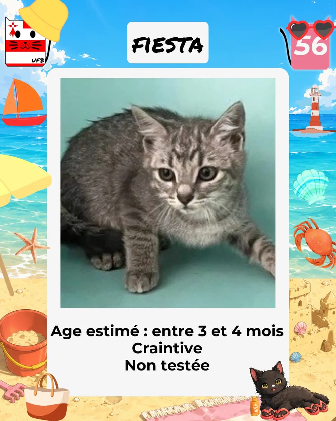 Fiesta, Mixed Breed for adoption at Urgences Fourrières Bretagne