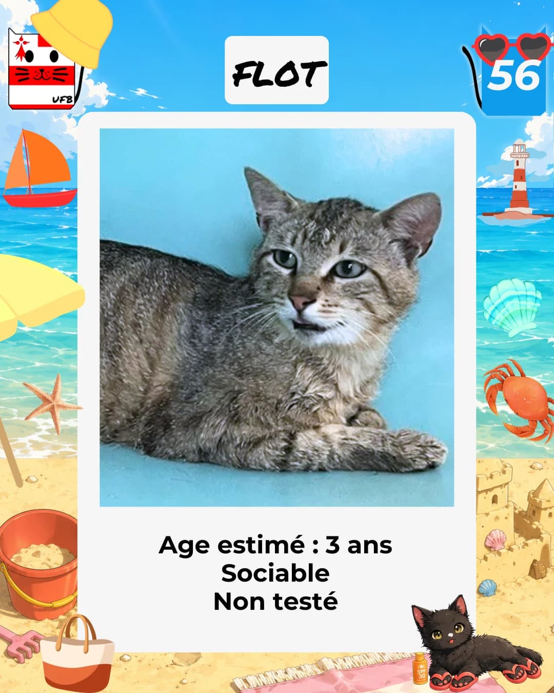 Flot, Mixed Breed for adoption at Urgences Fourrières Bretagne