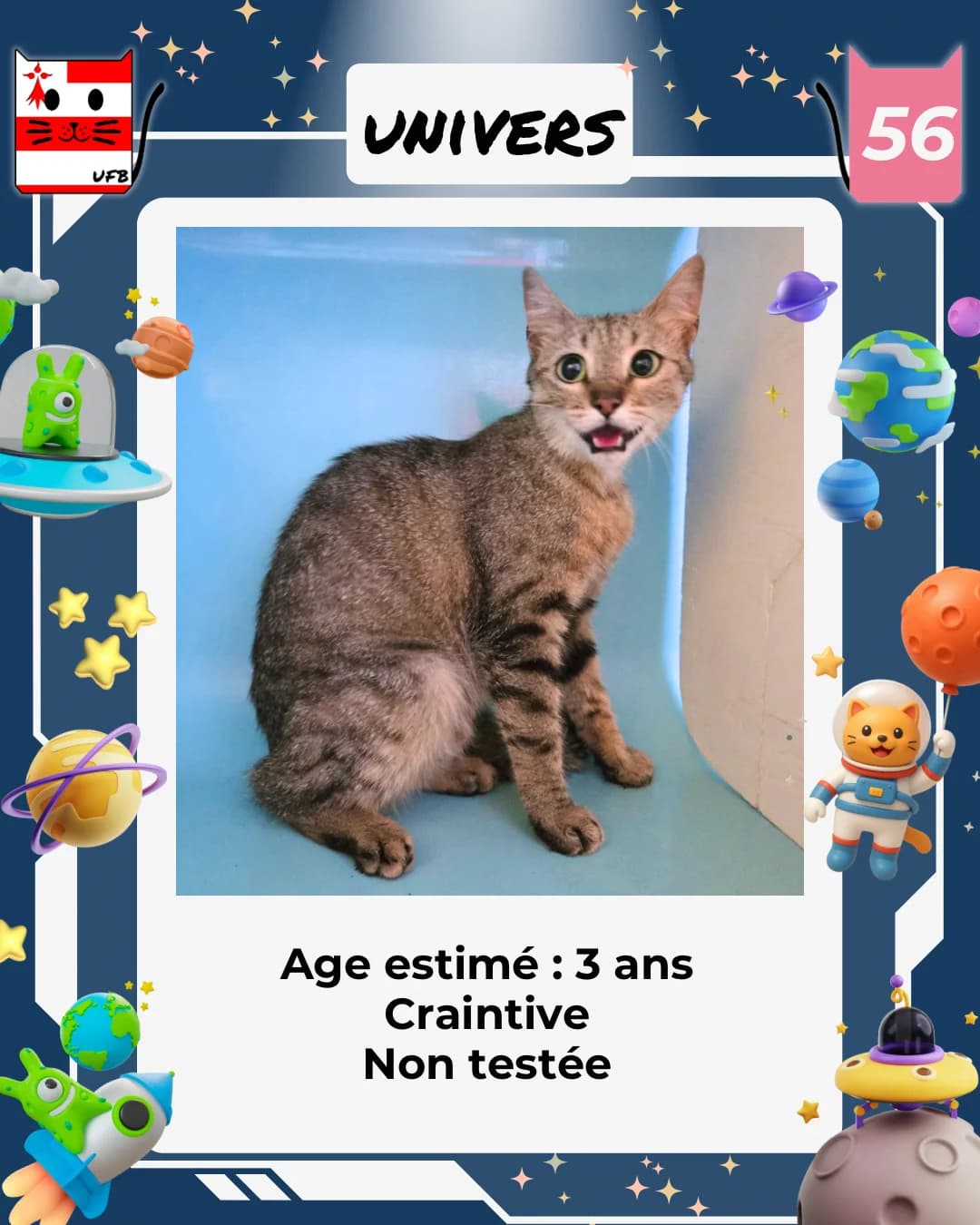 Univers, Mixed Breed for adoption at Urgences Fourrières Bretagne