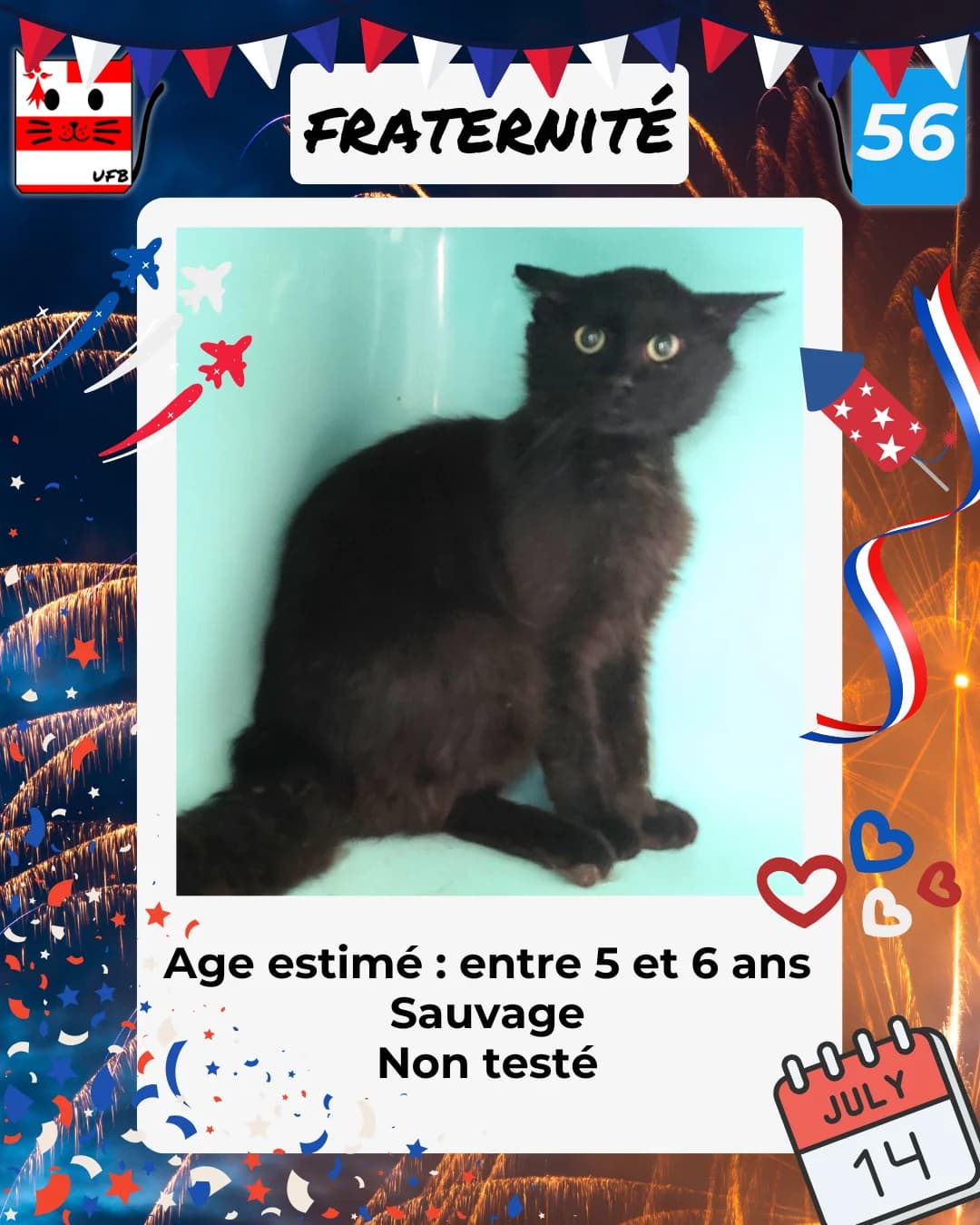 Fraternité, Mixed Breed for adoption at Urgences Fourrières Bretagne