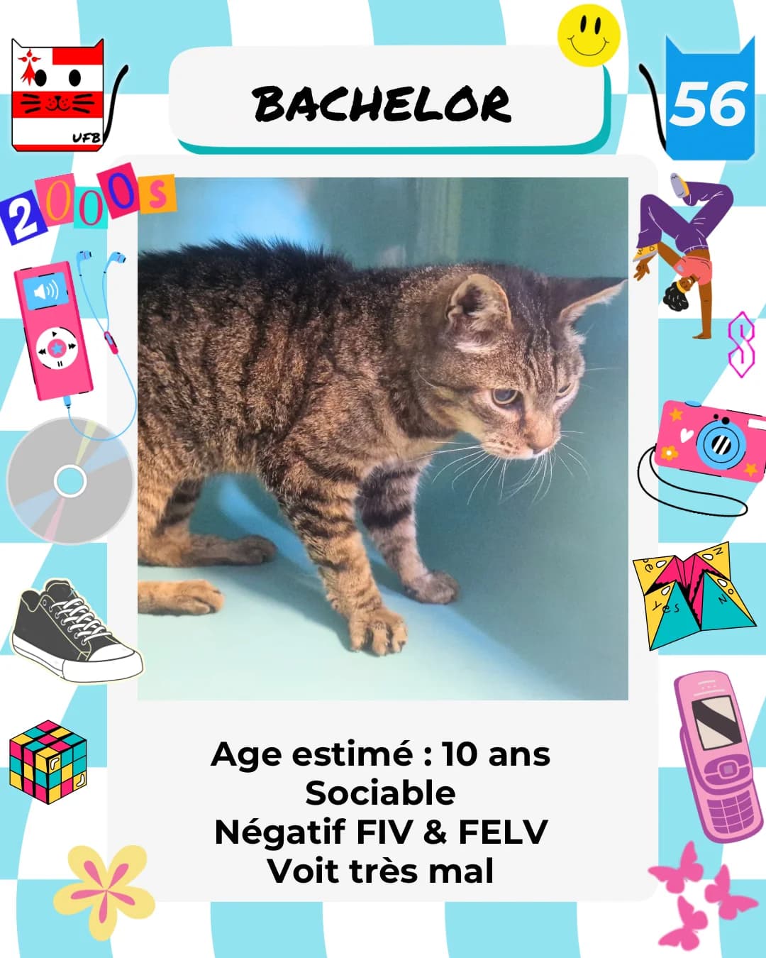 Bachelor, Mixed Breed for adoption at Urgences Fourrières Bretagne