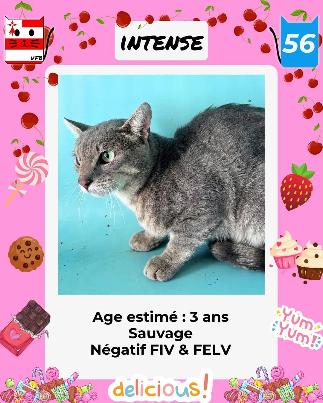 intense, Mixed Breed for adoption at Urgences Fourrières Bretagne