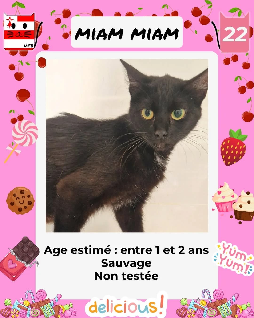 miam miam, Mixed Breed for adoption at Urgences Fourrières Bretagne