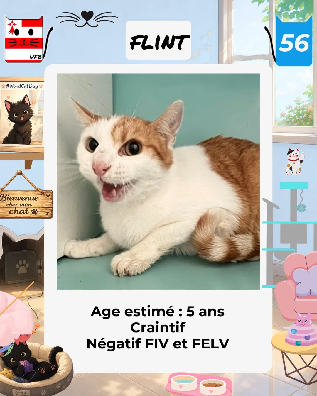 Flint, Mixed Breed for adoption at Urgences Fourrières Bretagne