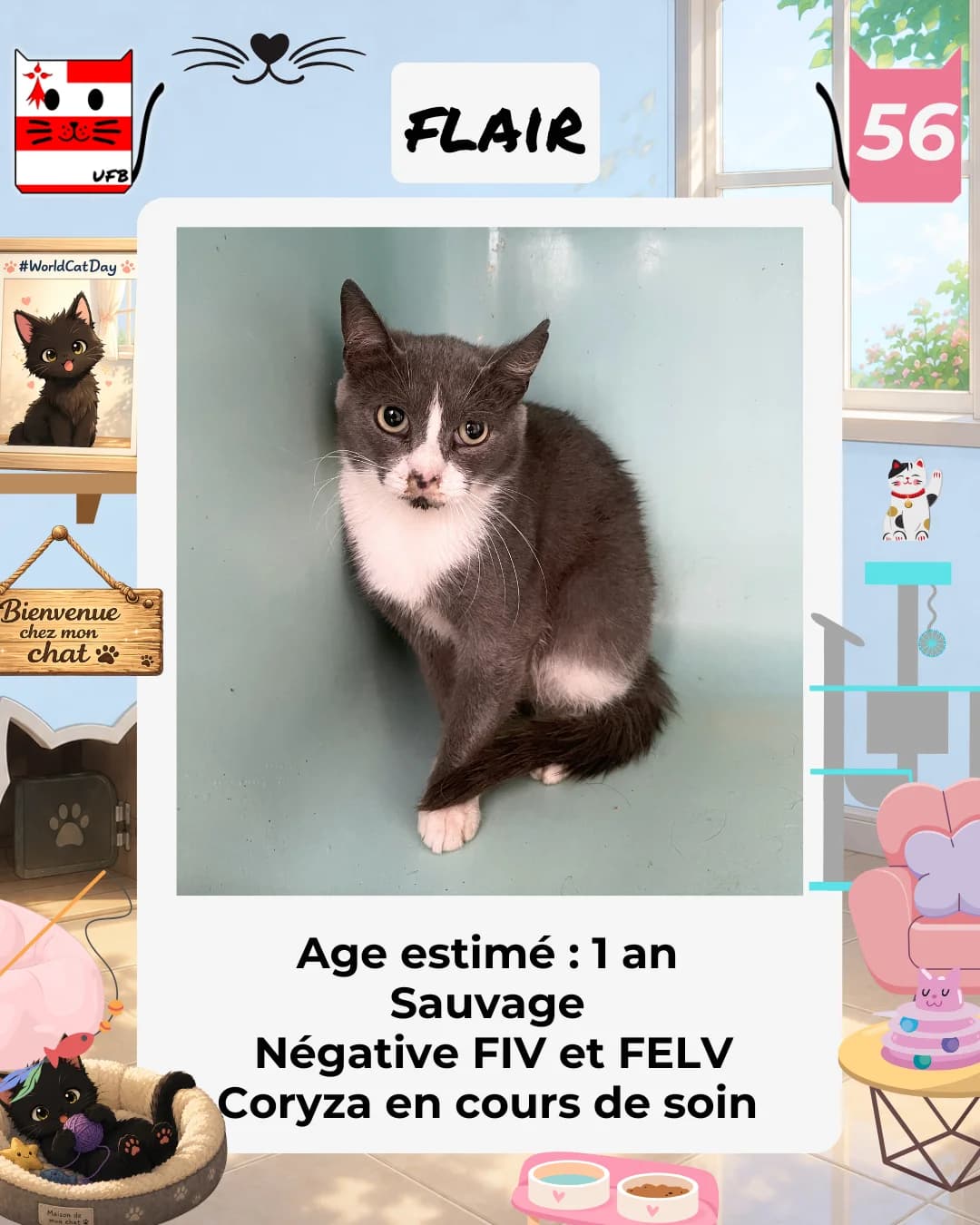 Flair, Mixed Breed for adoption at Urgences Fourrières Bretagne