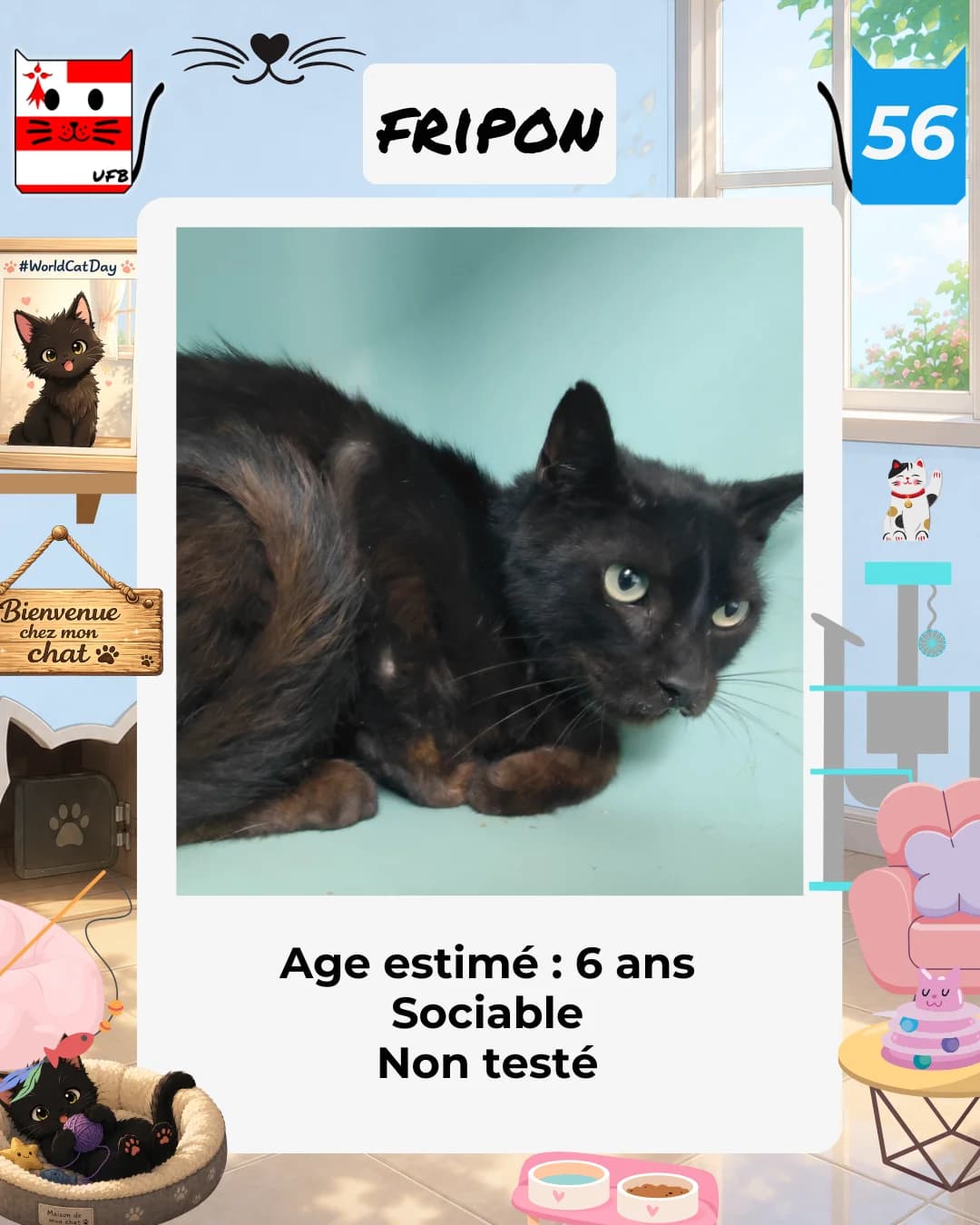 Fripon, Mixed Breed for adoption at Urgences Fourrières Bretagne
