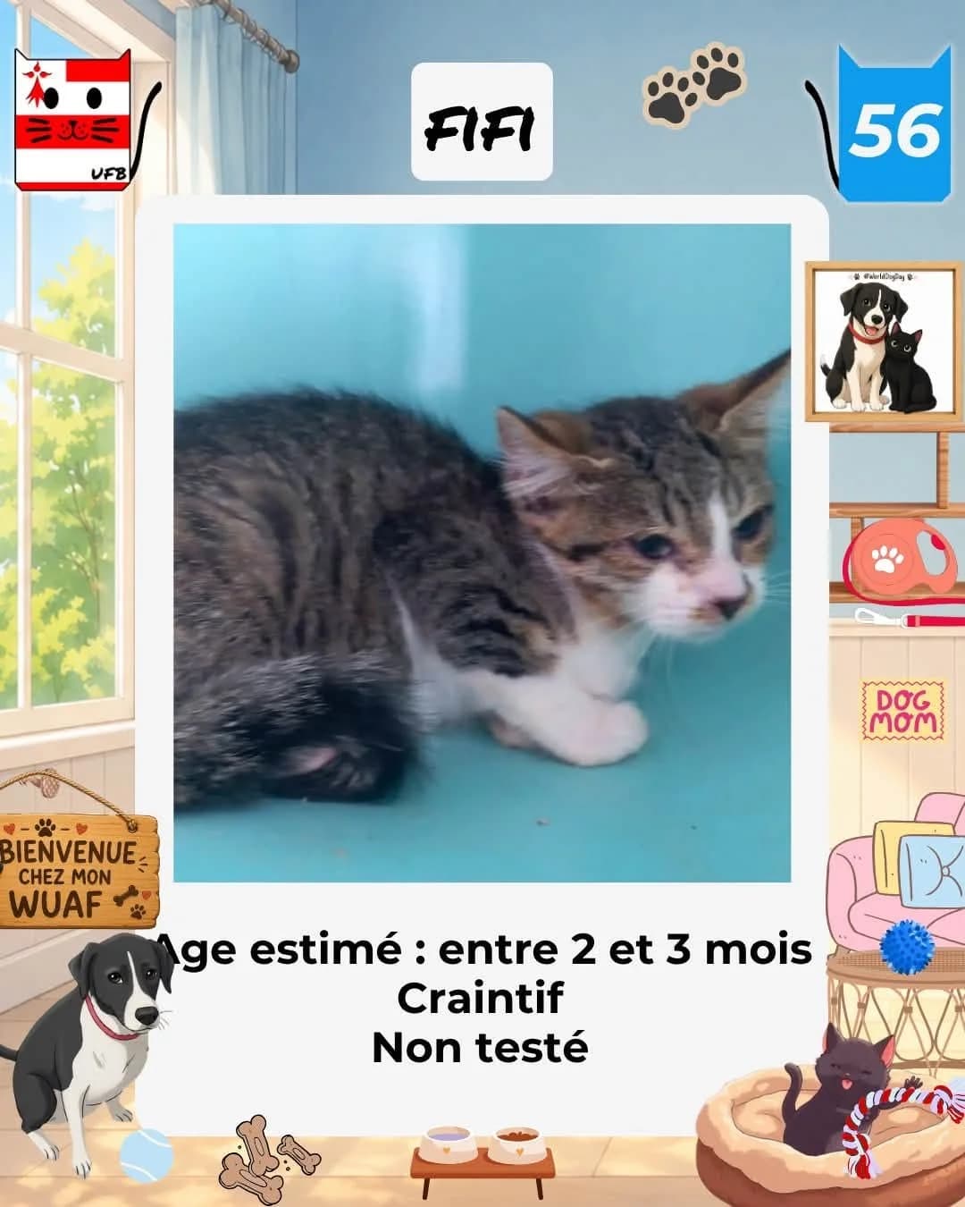 Fifi, Mixed Breed for adoption at Urgences Fourrières Bretagne