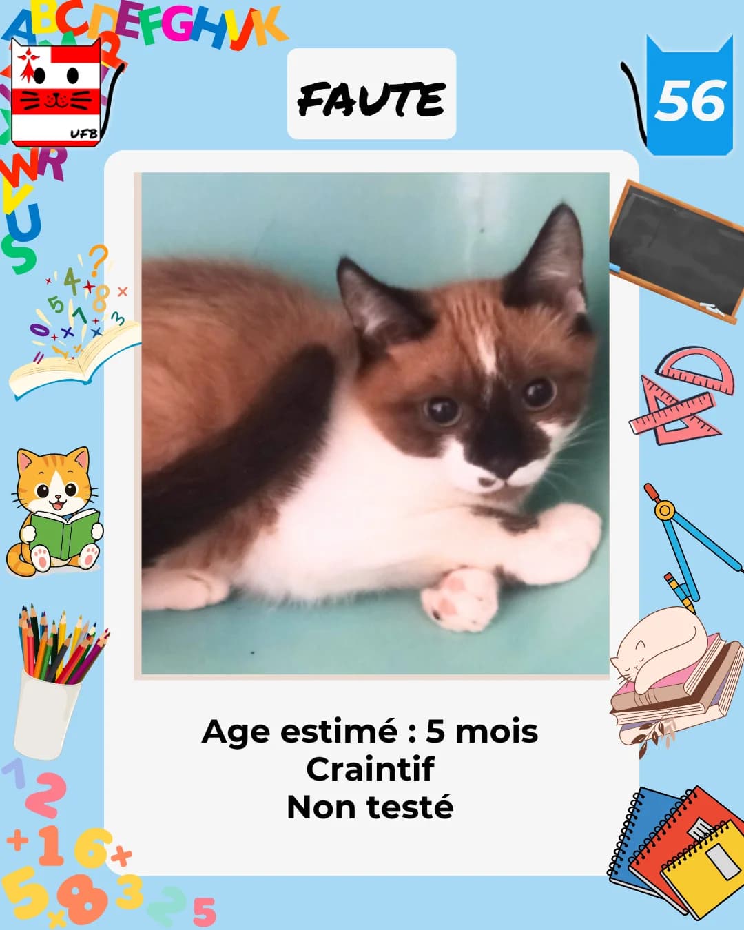 Faute, Mixed Breed for adoption at Urgences Fourrières Bretagne