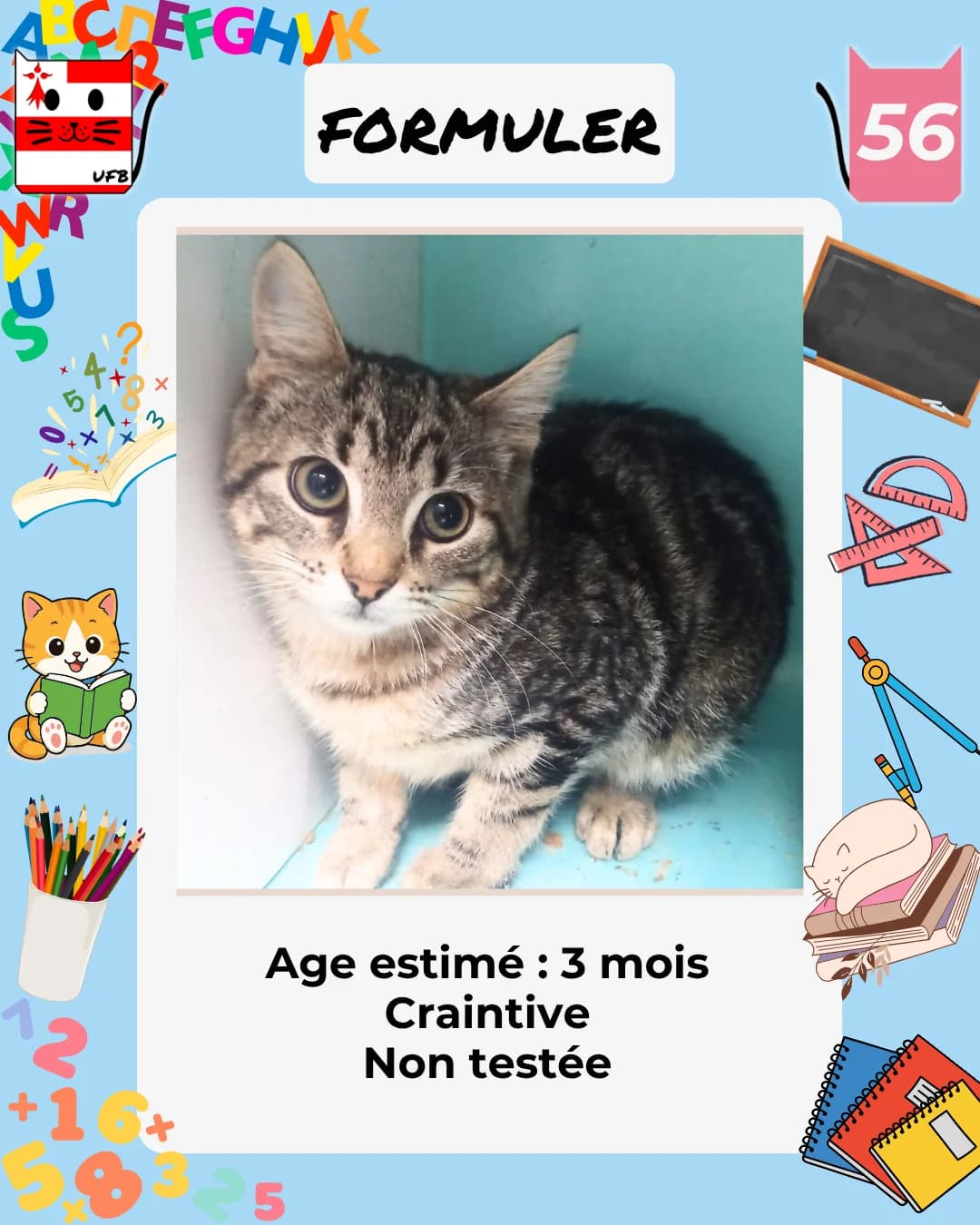 Formuler, Mixed Breed for adoption at Urgences Fourrières Bretagne