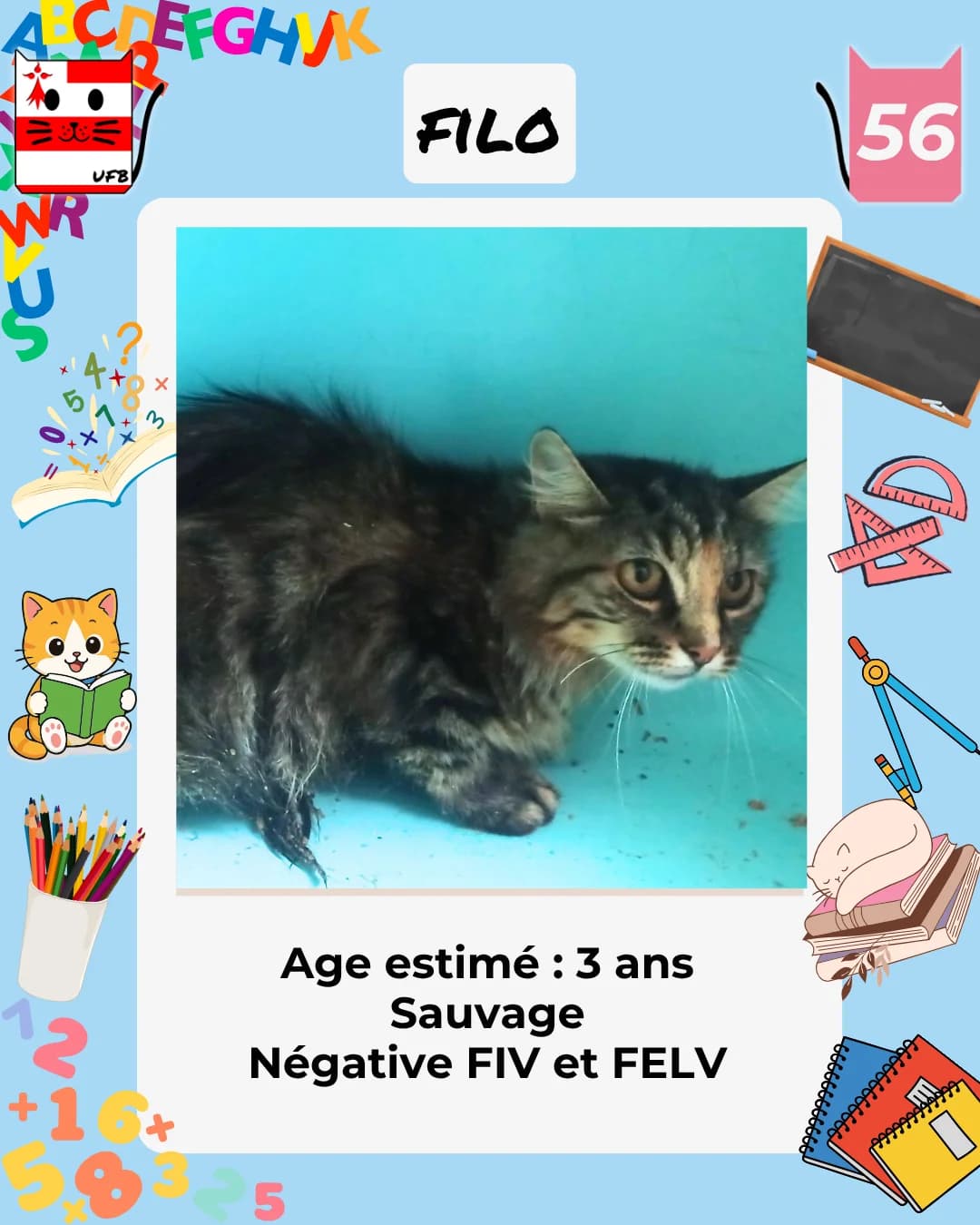 Filo, Mixed Breed for adoption at Urgences Fourrières Bretagne