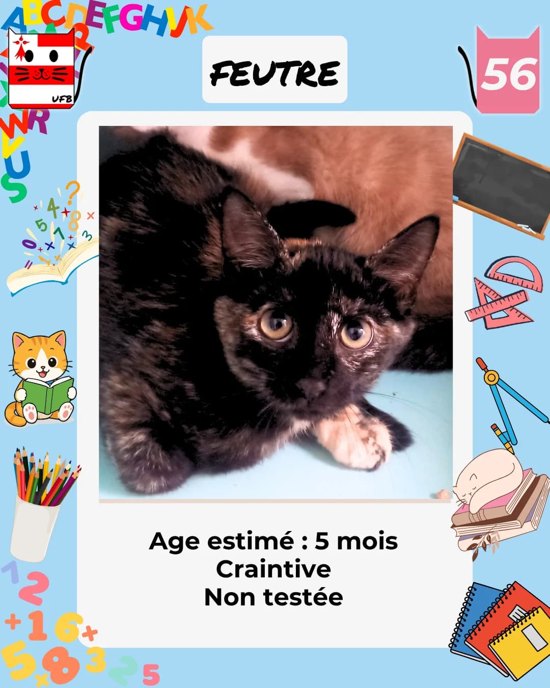 Feutre, Mixed Breed for adoption at Urgences Fourrières Bretagne