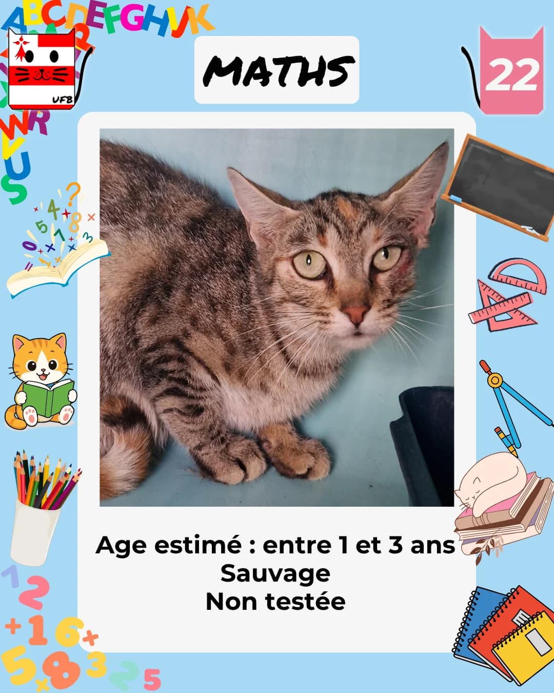 Maths, Mixed Breed for adoption at Urgences Fourrières Bretagne