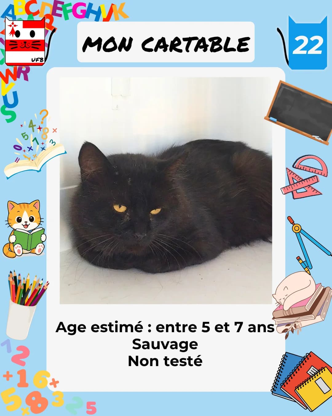 MonCartable, Mixed Breed for adoption at Urgences Fourrières Bretagne