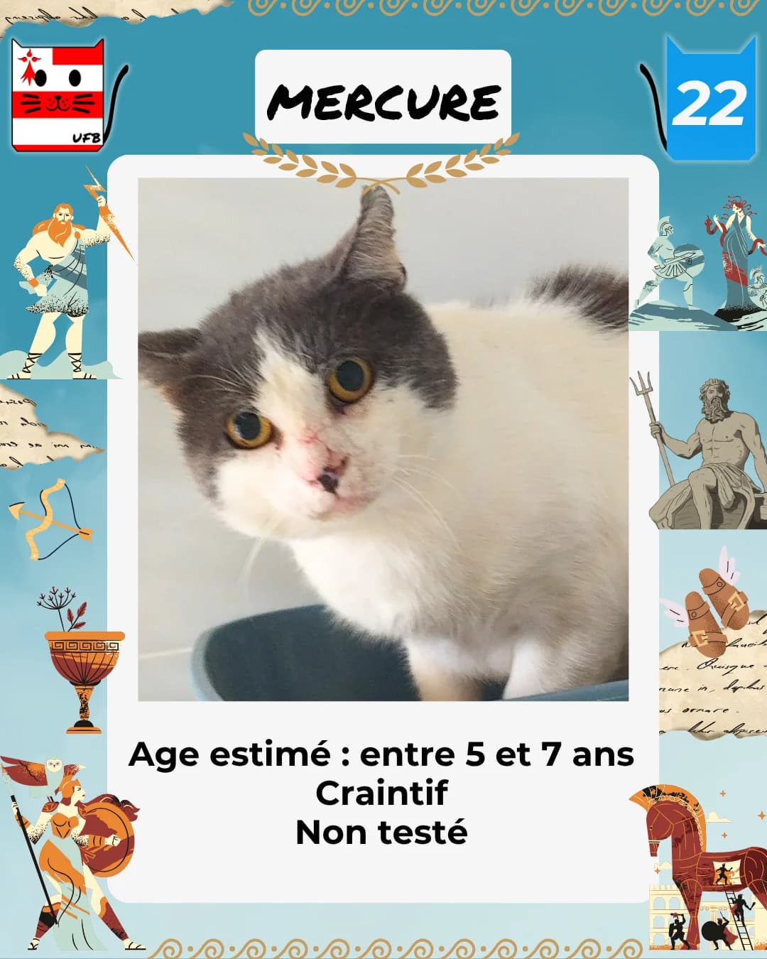 Mercure, Mixed Breed for adoption at Urgences Fourrières Bretagne