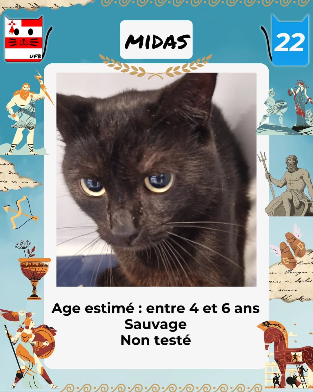 Midas, Mixed Breed for adoption at Urgences Fourrières Bretagne