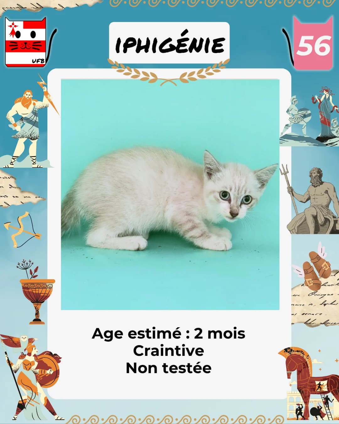 Iphigénie, Mixed Breed for adoption at Urgences Fourrières Bretagne