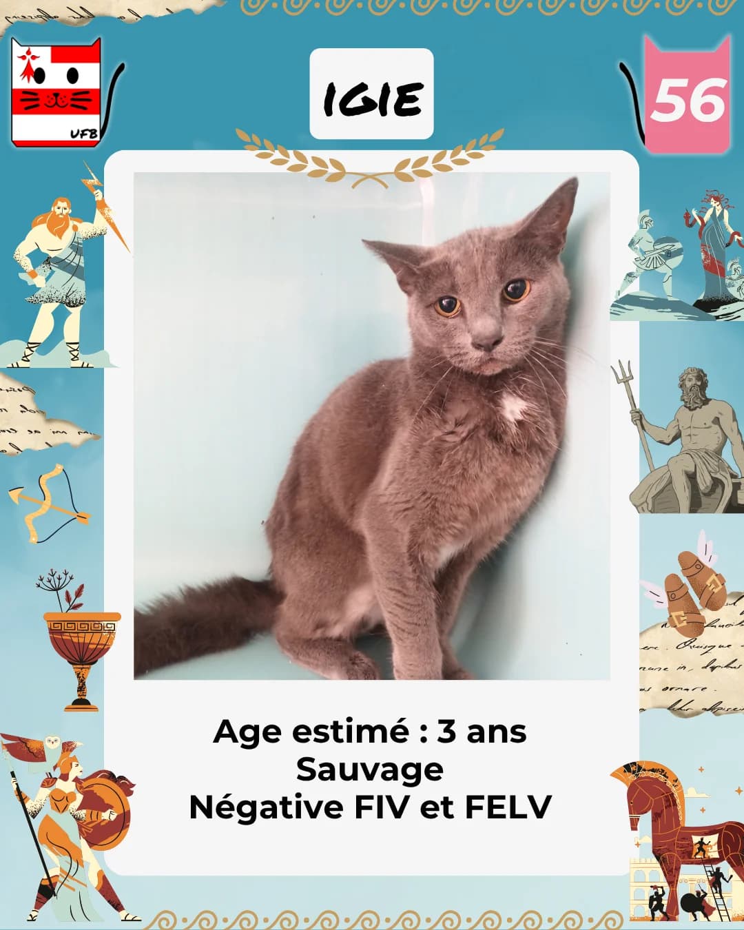 Igie, Mixed Breed for adoption at Urgences Fourrières Bretagne