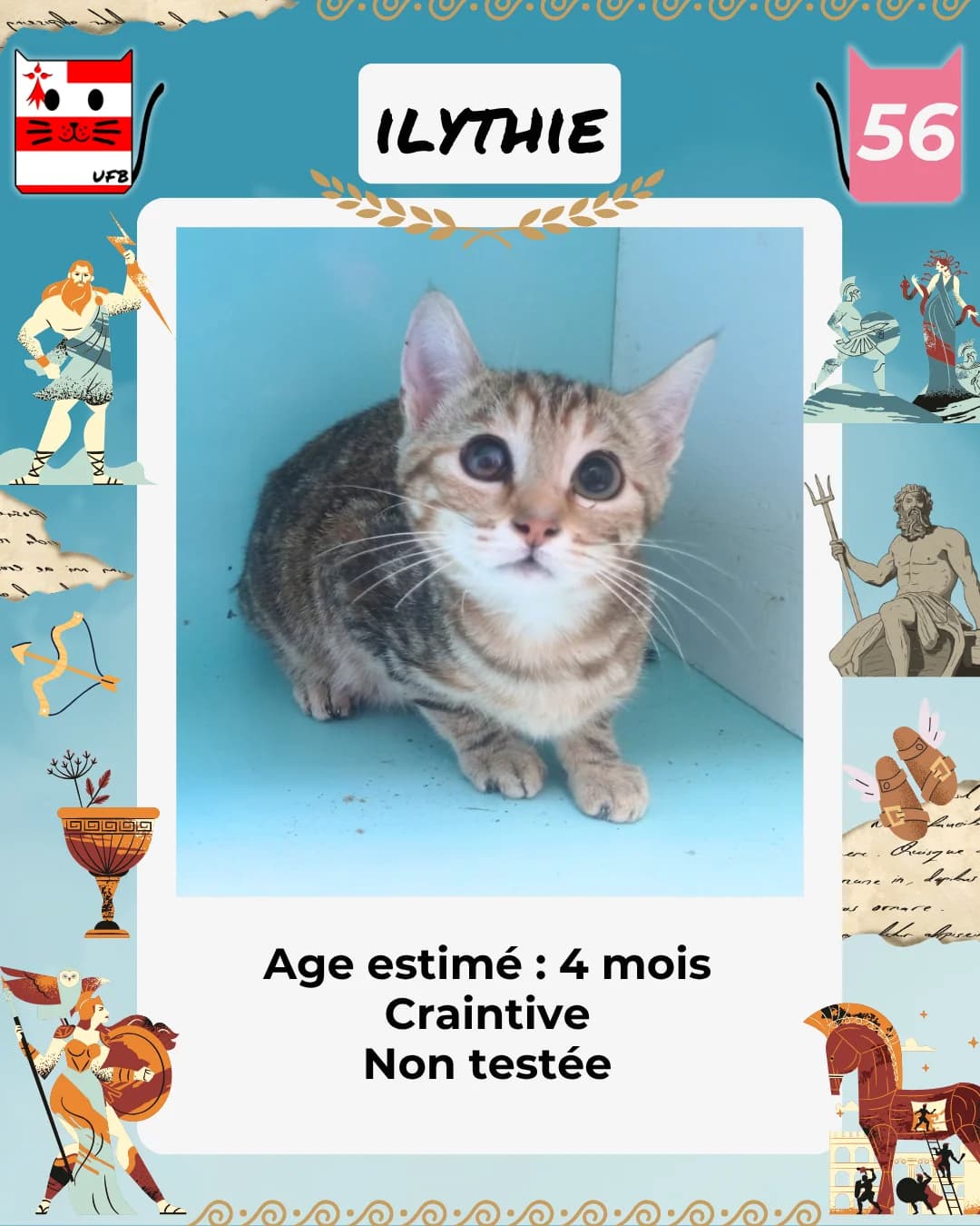 Ilythie, Mixed Breed for adoption at Urgences Fourrières Bretagne