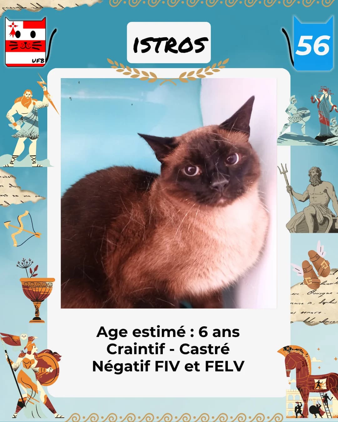 Istros, Mixed Breed for adoption at Urgences Fourrières Bretagne