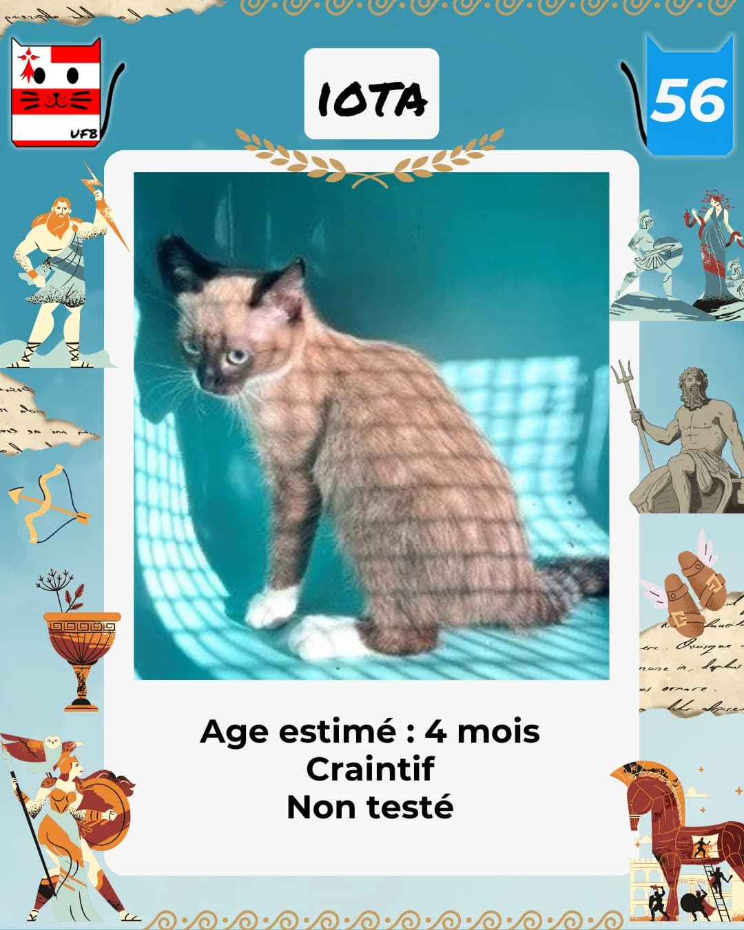 Iota, Mixed Breed for adoption at Urgences Fourrières Bretagne